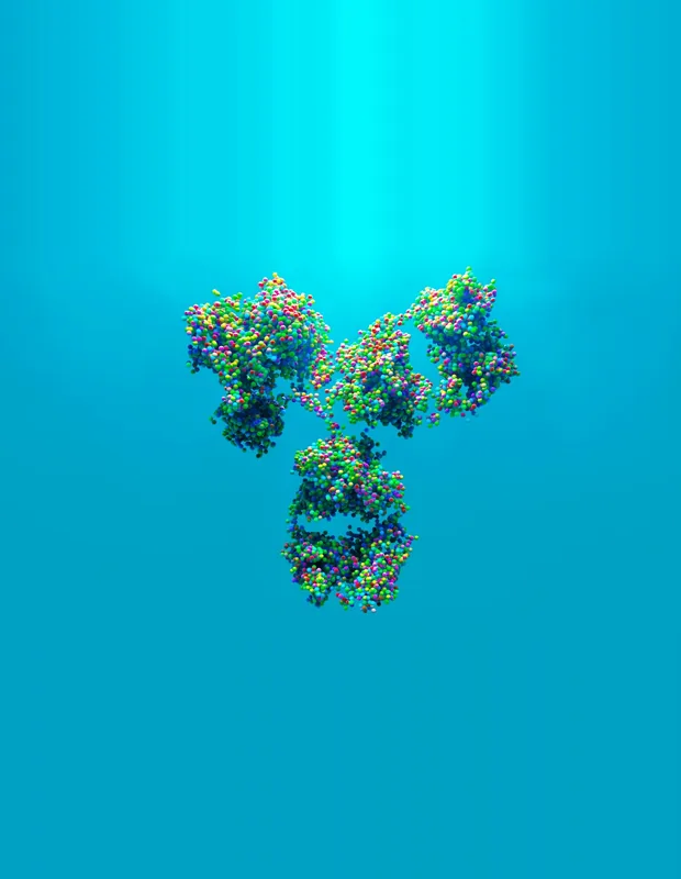 Antibody structure