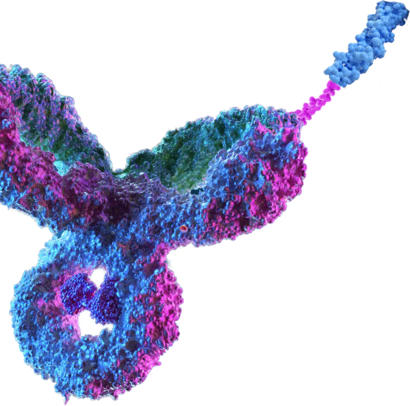 Antibody molecule